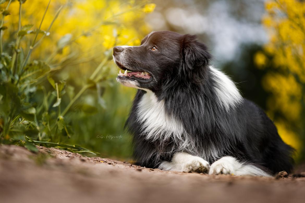 Border collie Mason billede 7