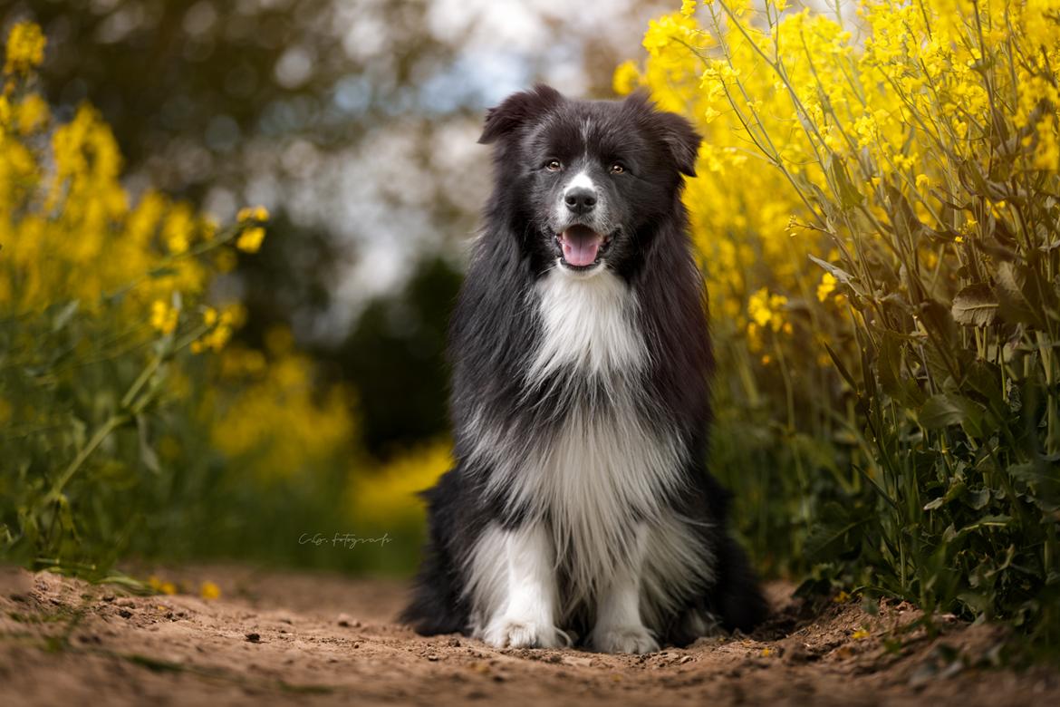 Border collie Mason billede 4