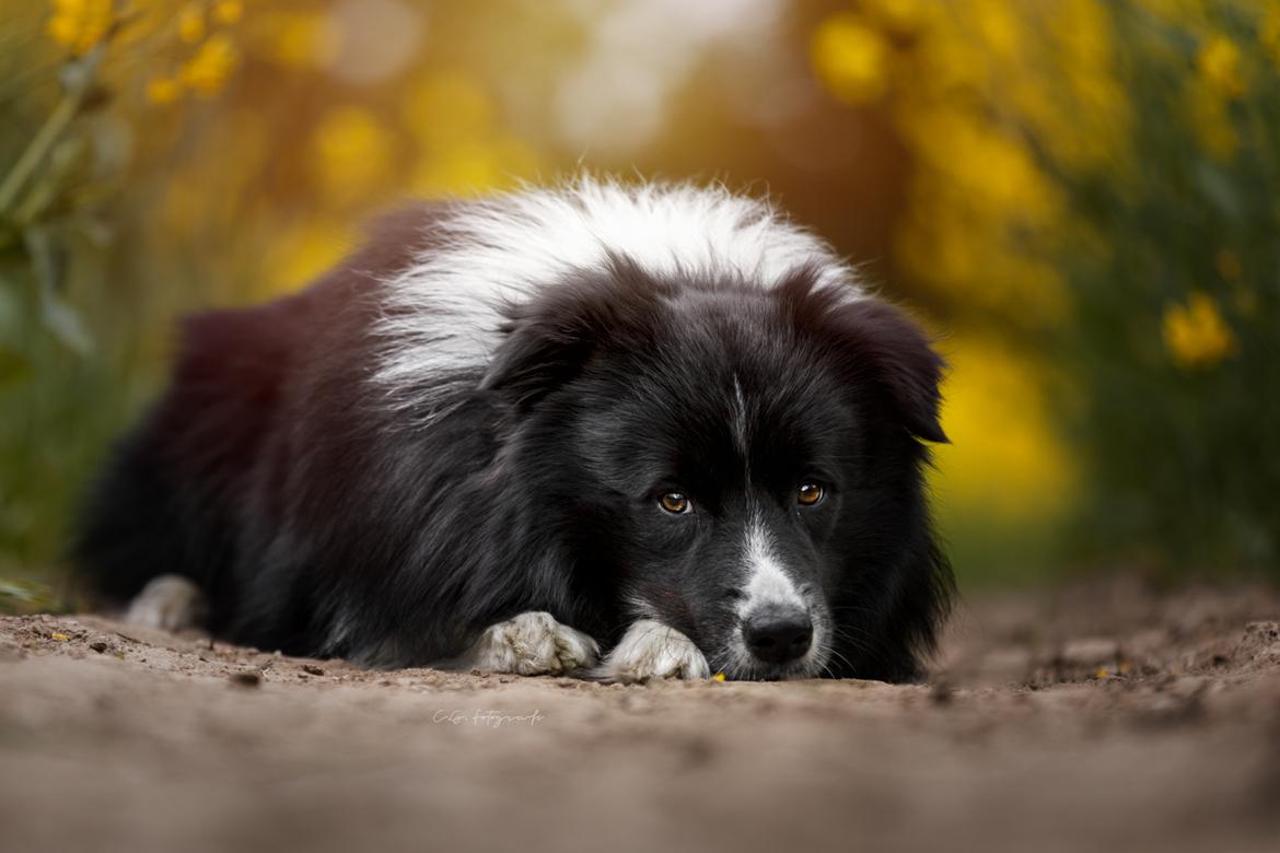 Border collie Mason billede 1