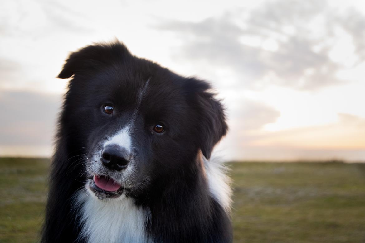 Border collie Mason billede 10