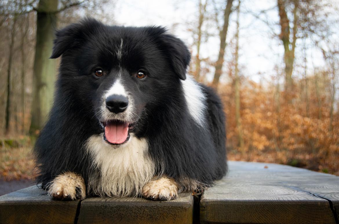 Border collie Mason billede 5