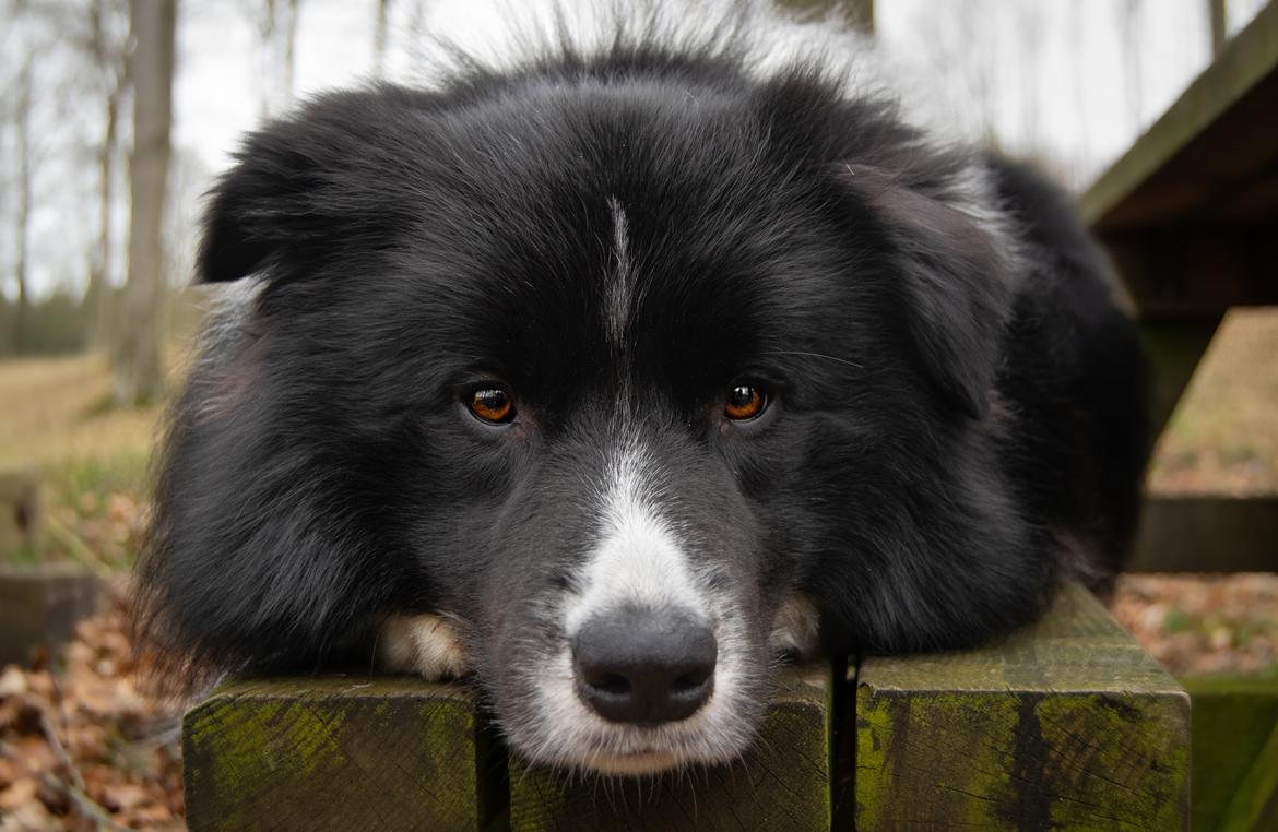 Border collie Mason billede 12