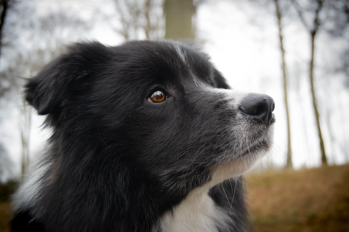 Border collie Mason billede 3