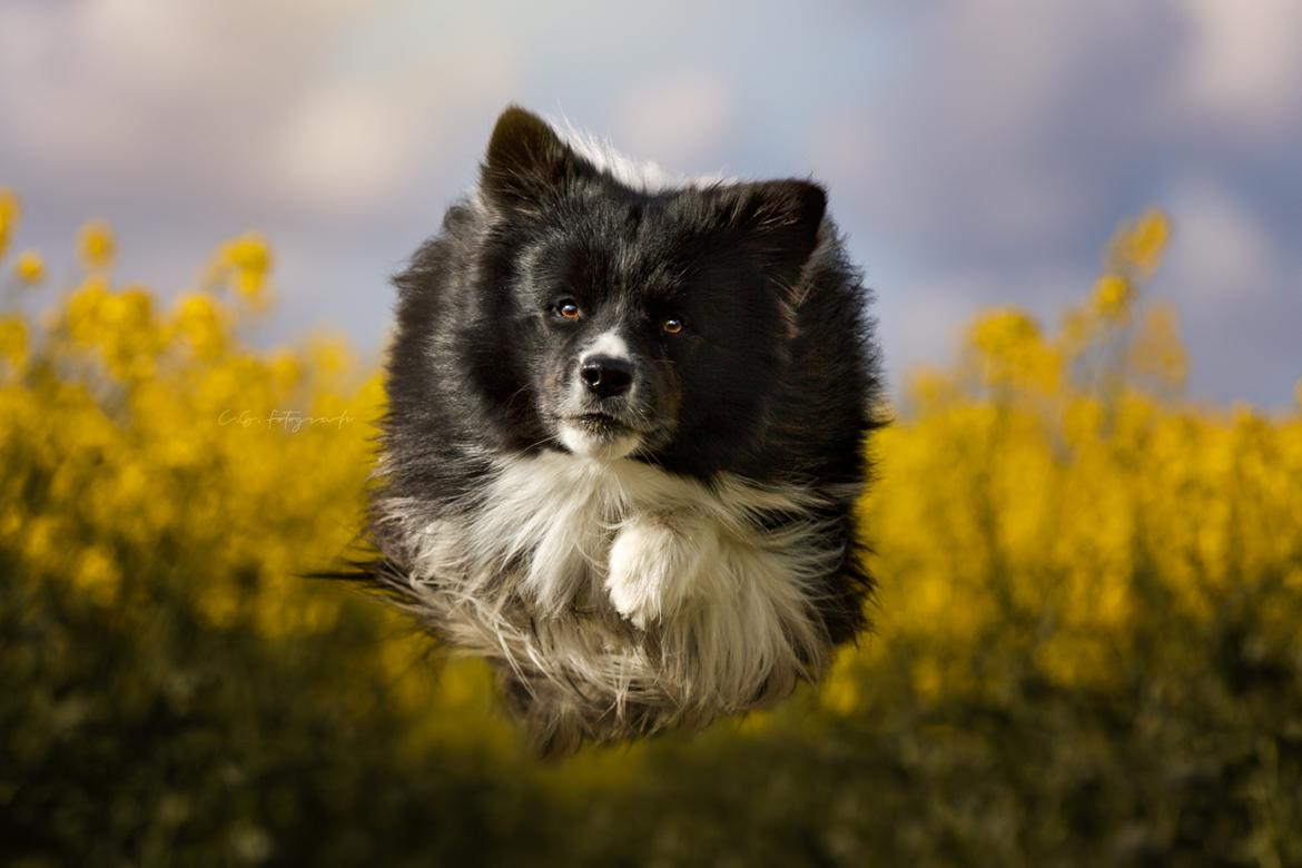 Border collie Mason billede 9