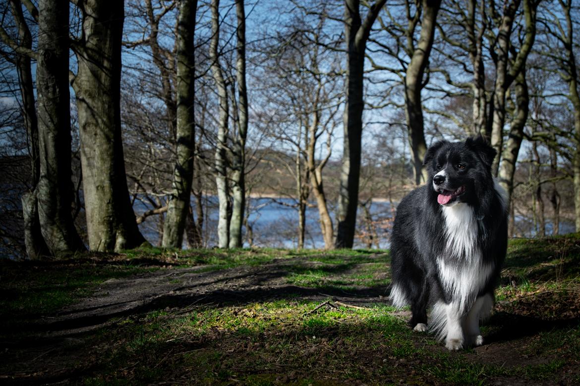 Border collie Mason billede 11