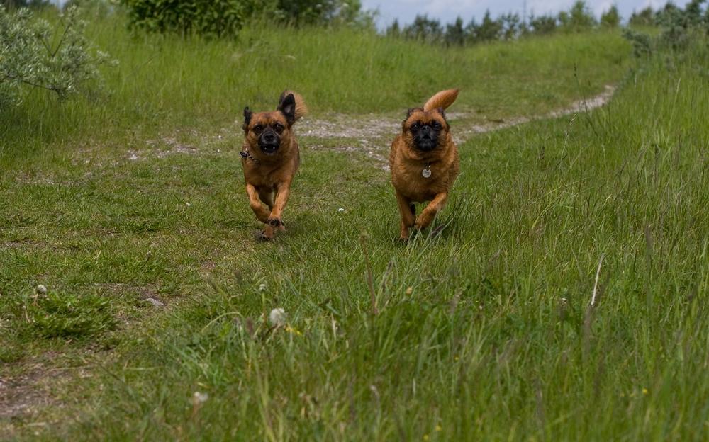 Blanding af racer Feike  - Kapløb med Søster Bella billede 36