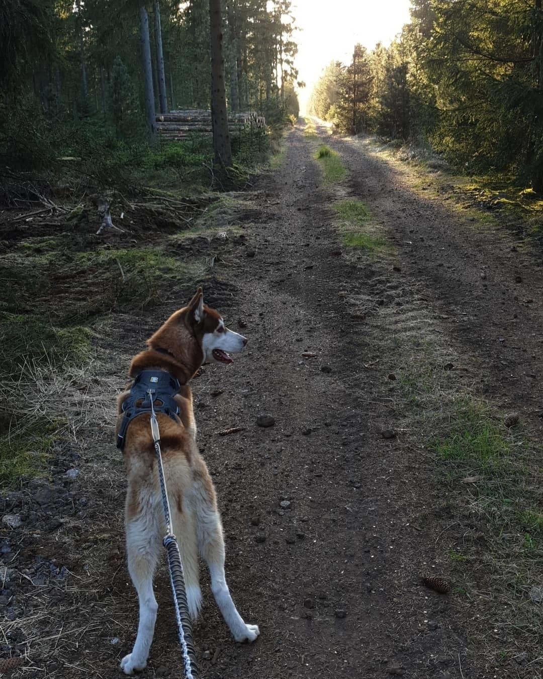 Siberian husky Sam billede 3