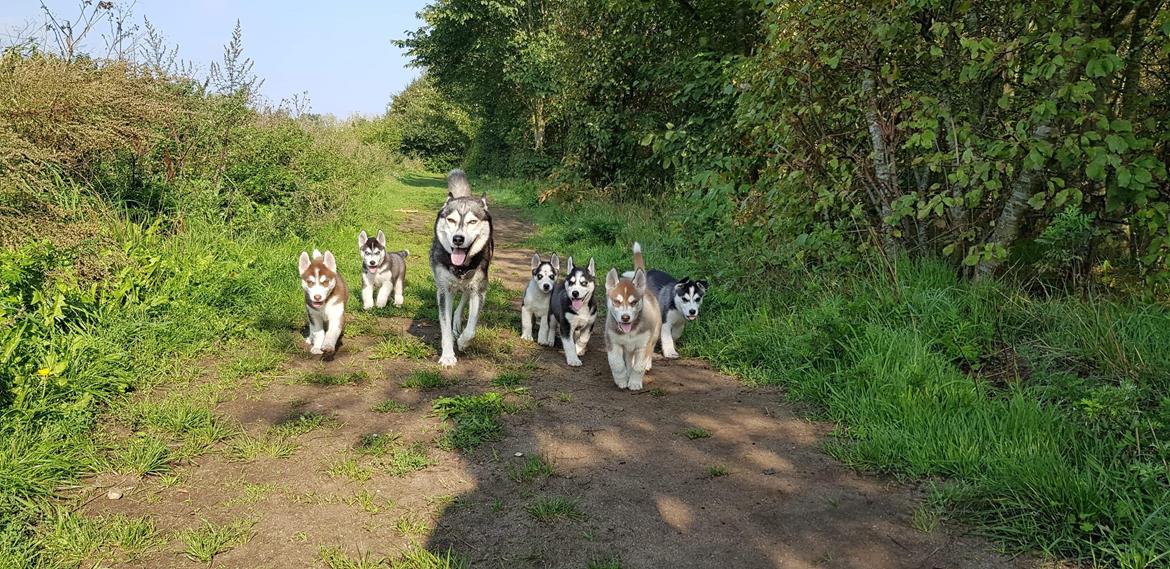 Siberian husky Sam billede 17