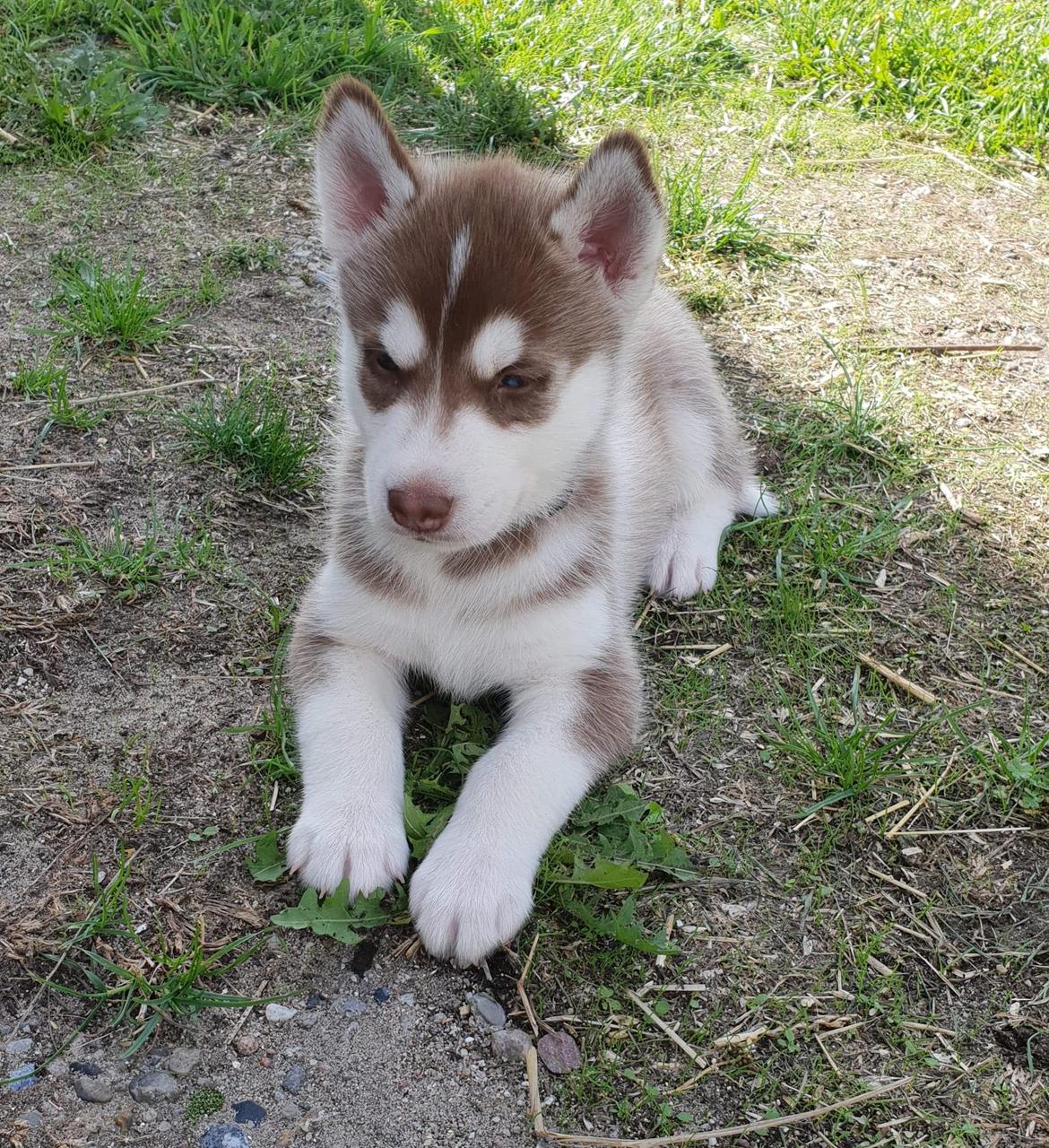 Siberian husky Sam billede 19