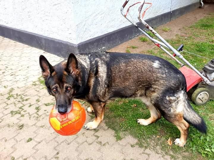 Schæferhund Sportshund Gipsi. (Gipsi). billede 24