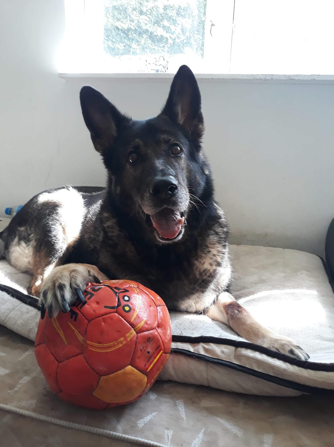 Schæferhund Sportshund Gipsi. (Gipsi). billede 26