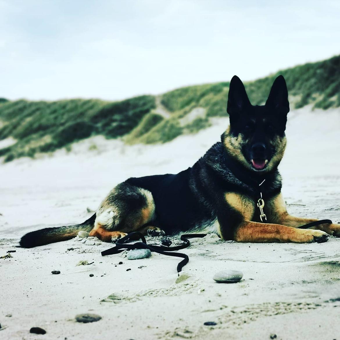 Schæferhund Juice 17/2-2011 - 7/9-2021 - Ringkøbing aug. 2020 billede 44