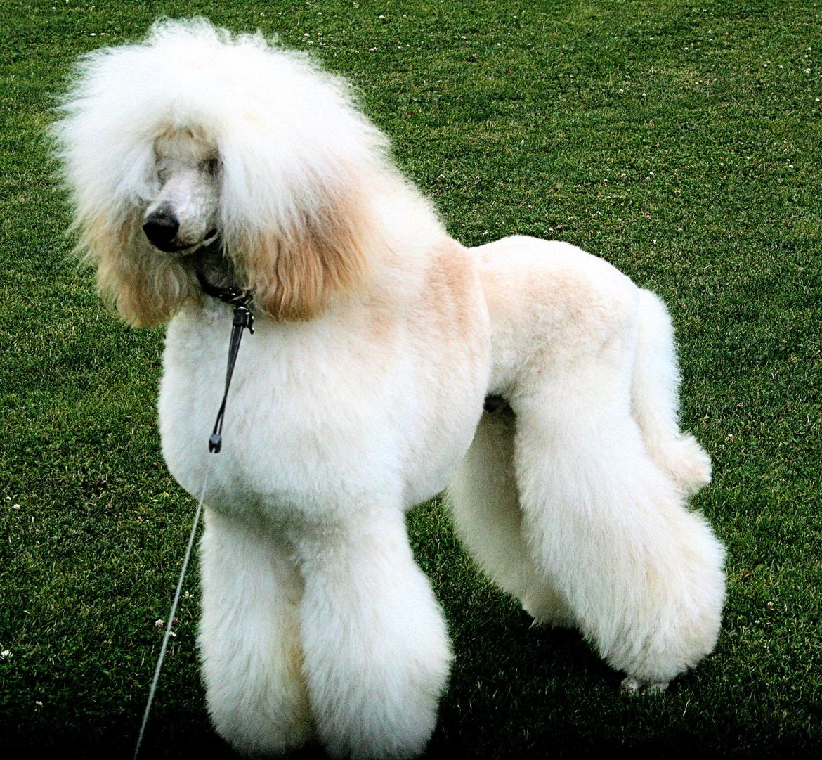 Storpuddel Max billede 2