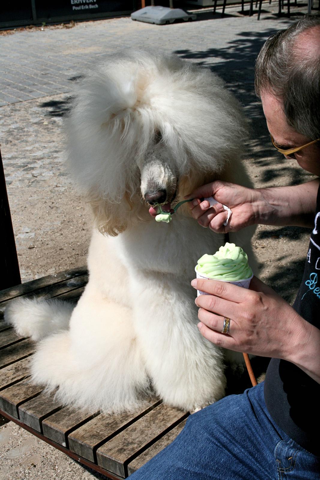 Storpuddel Max billede 3