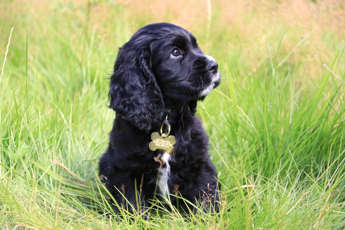 Blanding af racer Sam billede 1