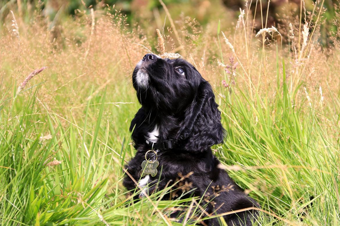 Blanding af racer Sam billede 2