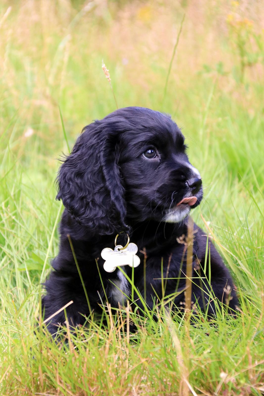 Blanding af racer Sam billede 5