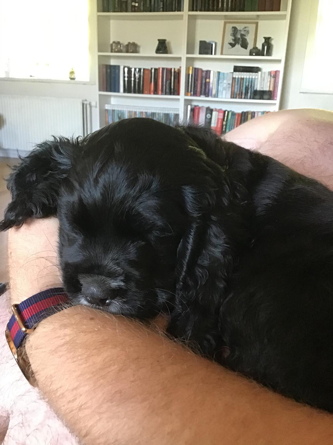 Blanding af racer Sam billede 8