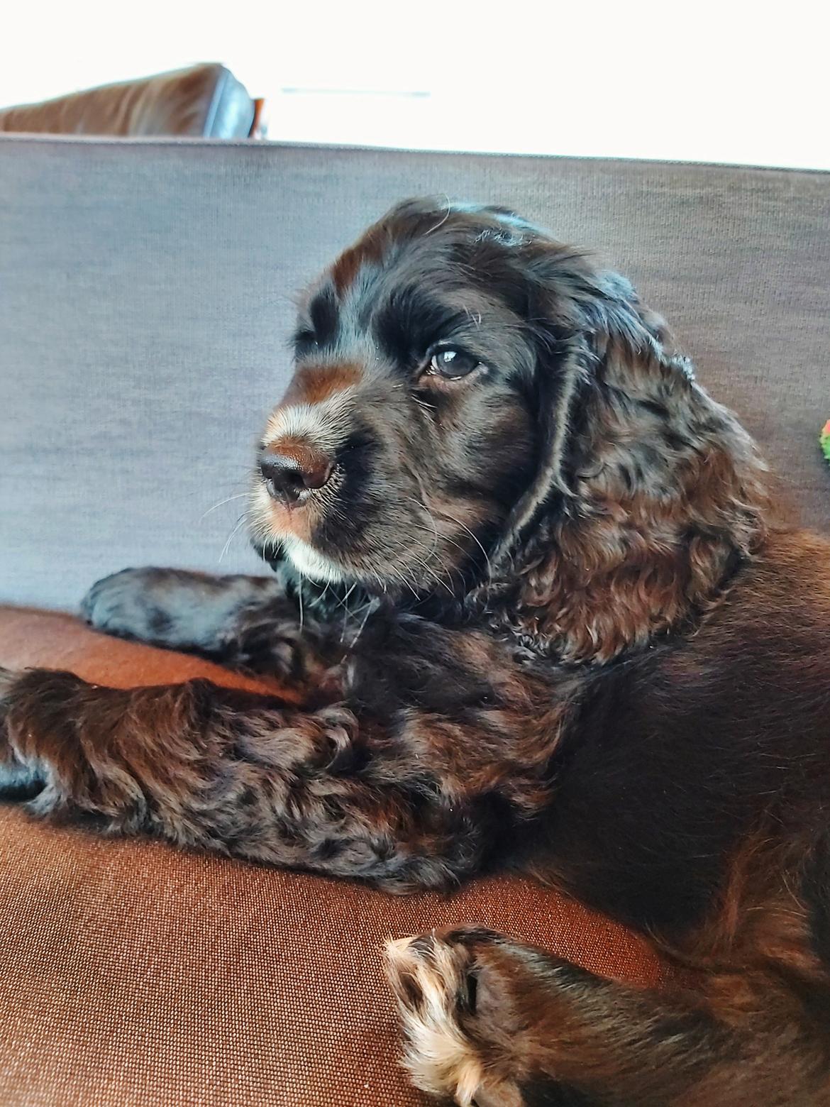 Blanding af racer Sam billede 10