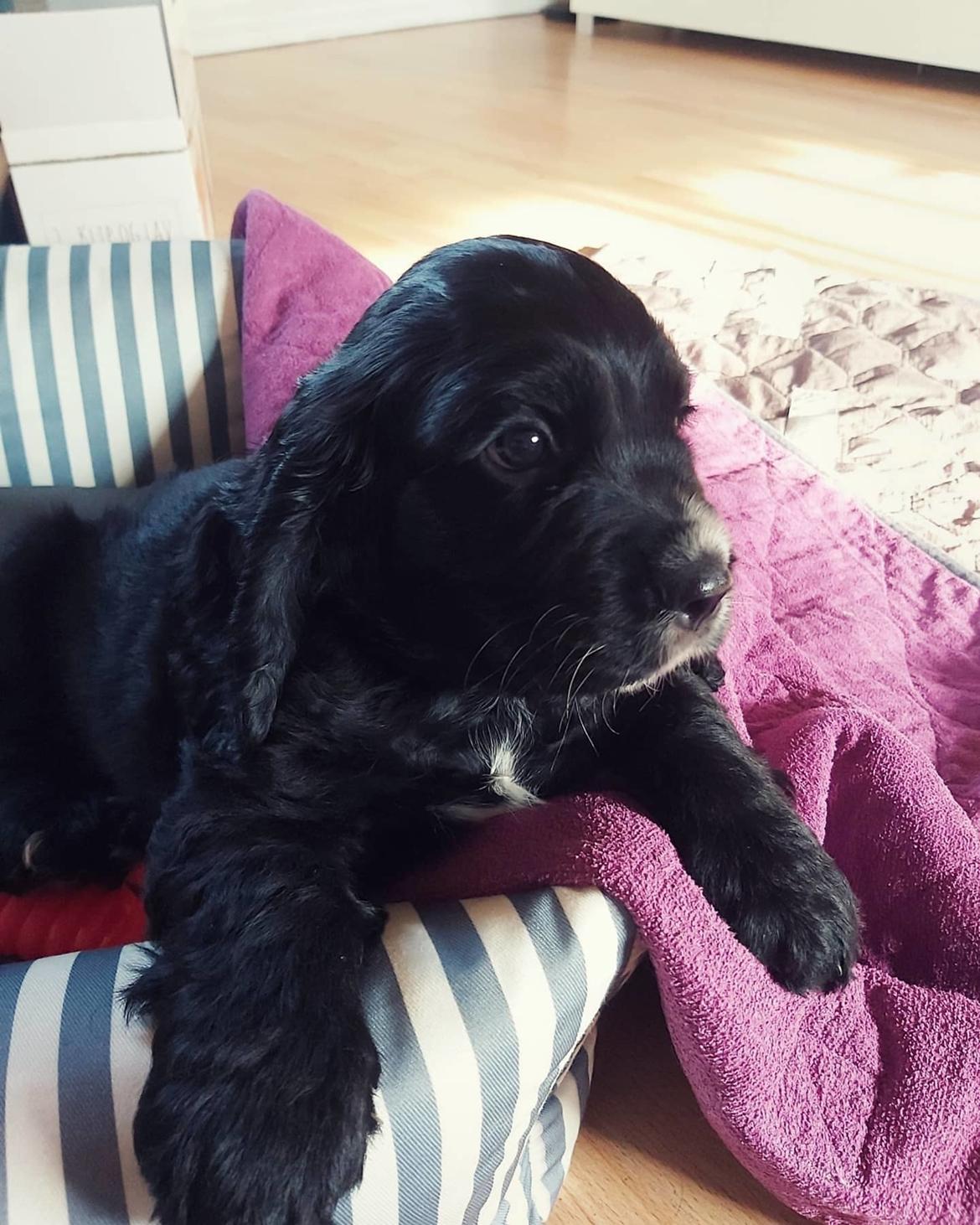 Blanding af racer Sam billede 11