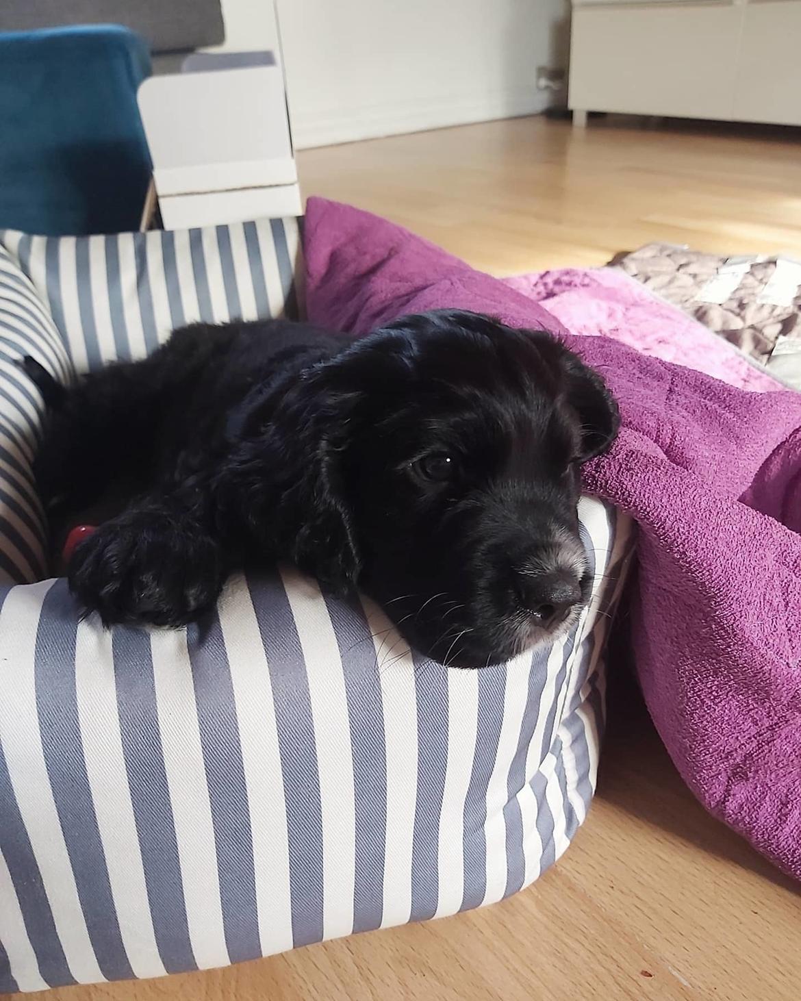 Blanding af racer Sam billede 12