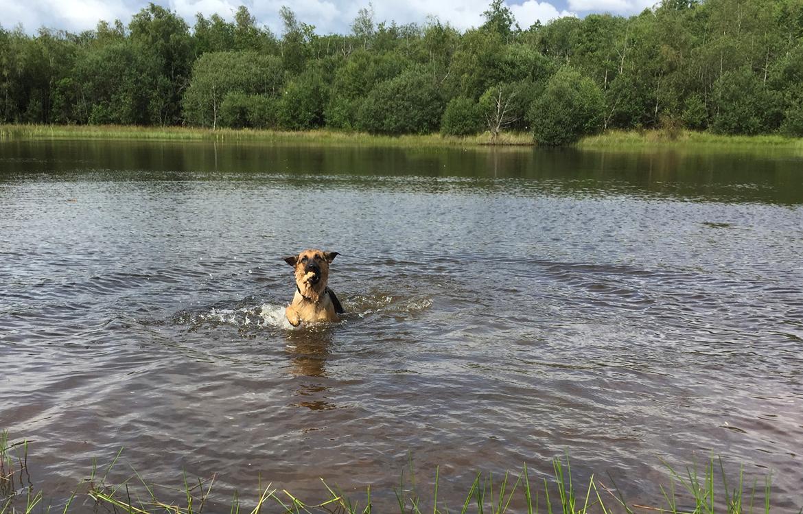 Schæferhund Sally billede 3