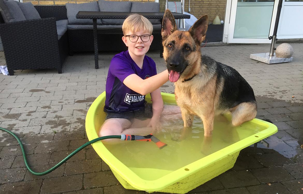 Schæferhund Sally billede 4