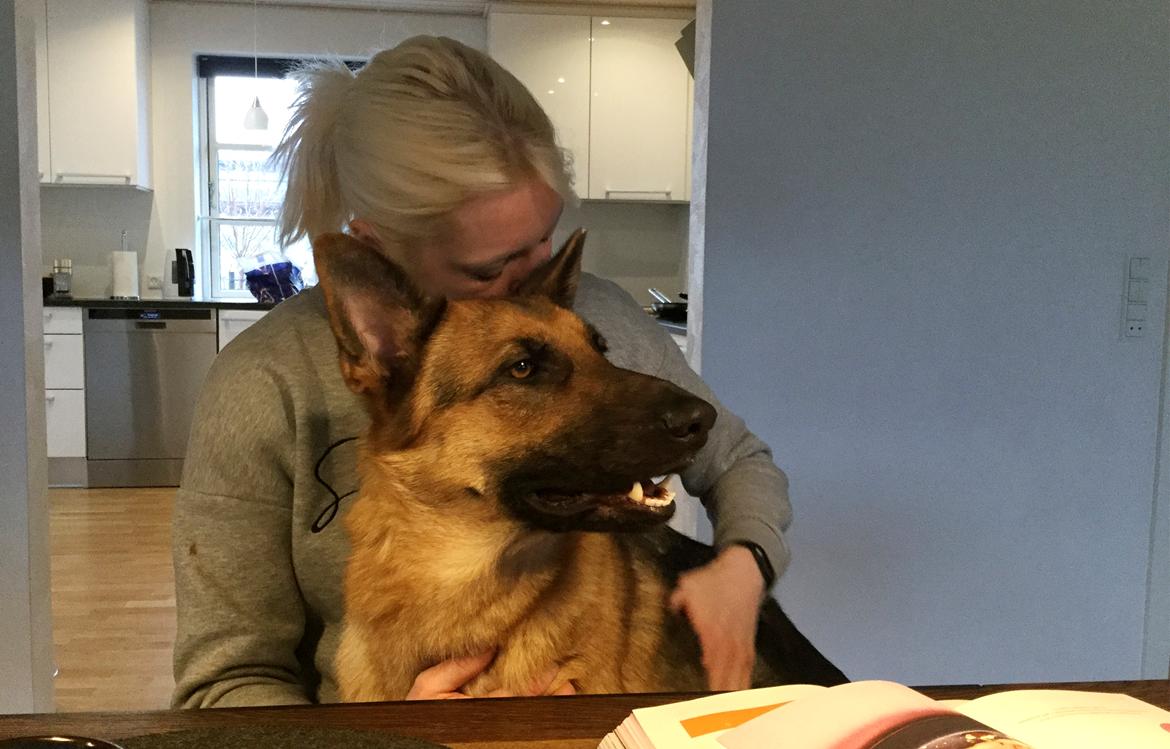 Schæferhund Sally billede 2