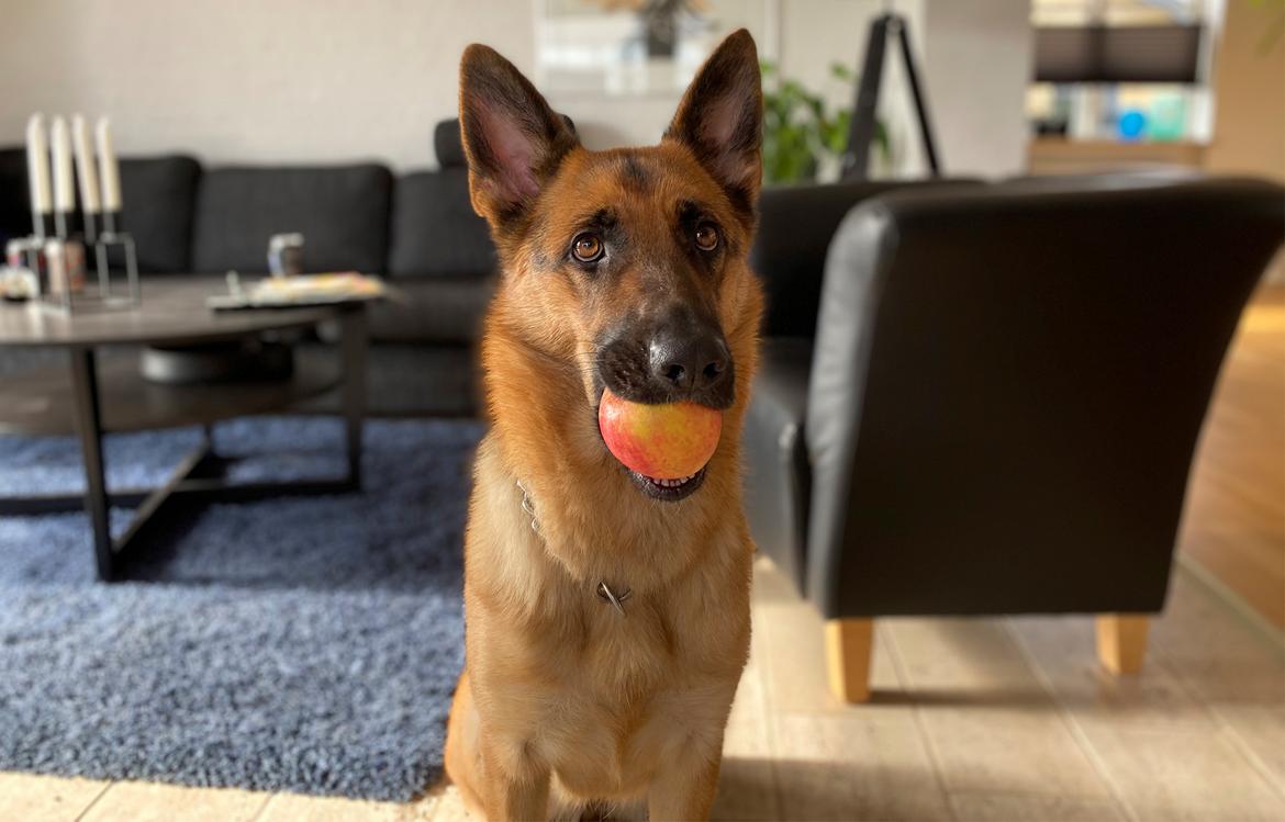 Schæferhund Sally billede 5