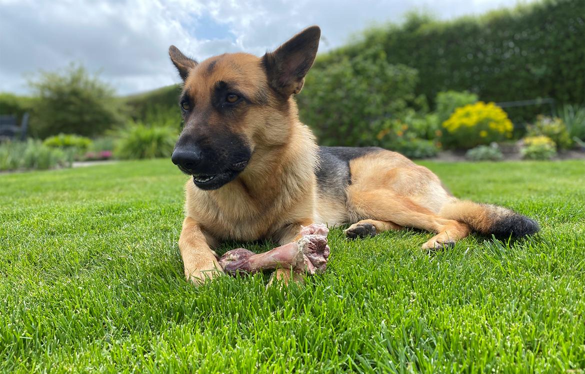 Schæferhund Sally billede 1