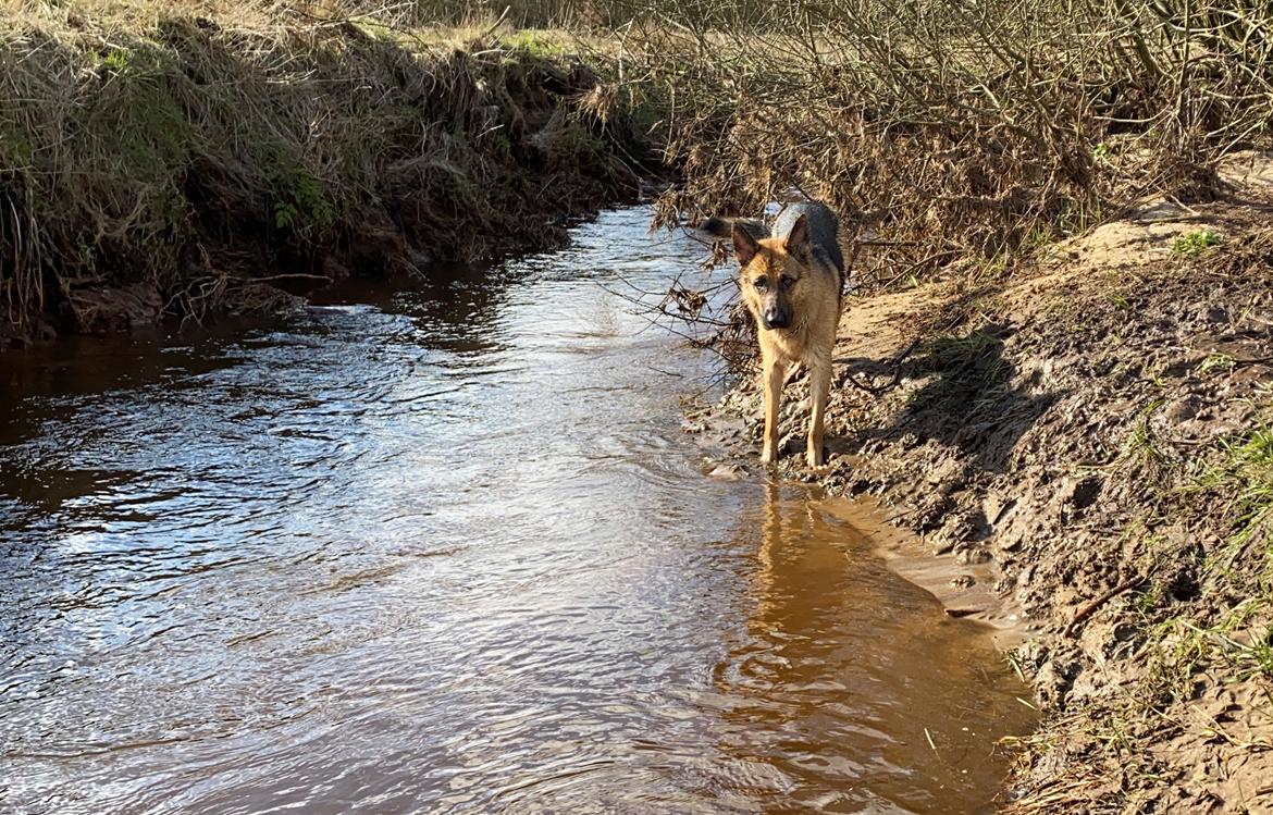 Schæferhund Sally billede 6