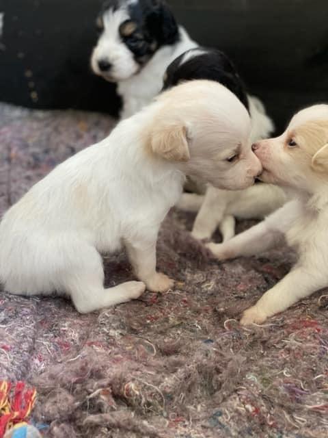 Blanding af racer Niels billede 2