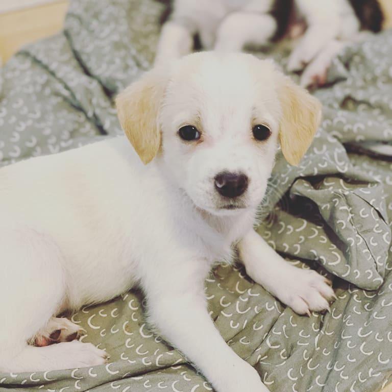 Blanding af racer Niels billede 3