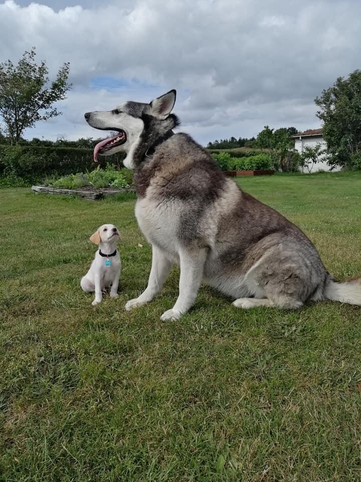 Blanding af racer Niels billede 6