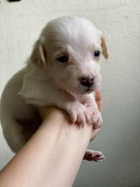 Blanding af racer Niels billede 1