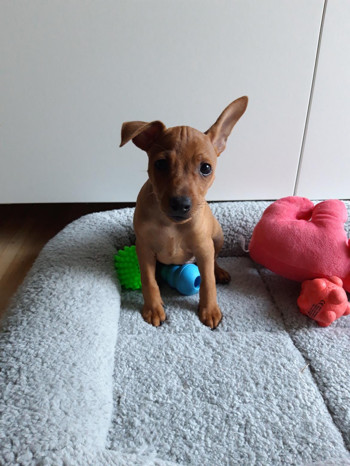 Dvaergpinscher Henning billede 1