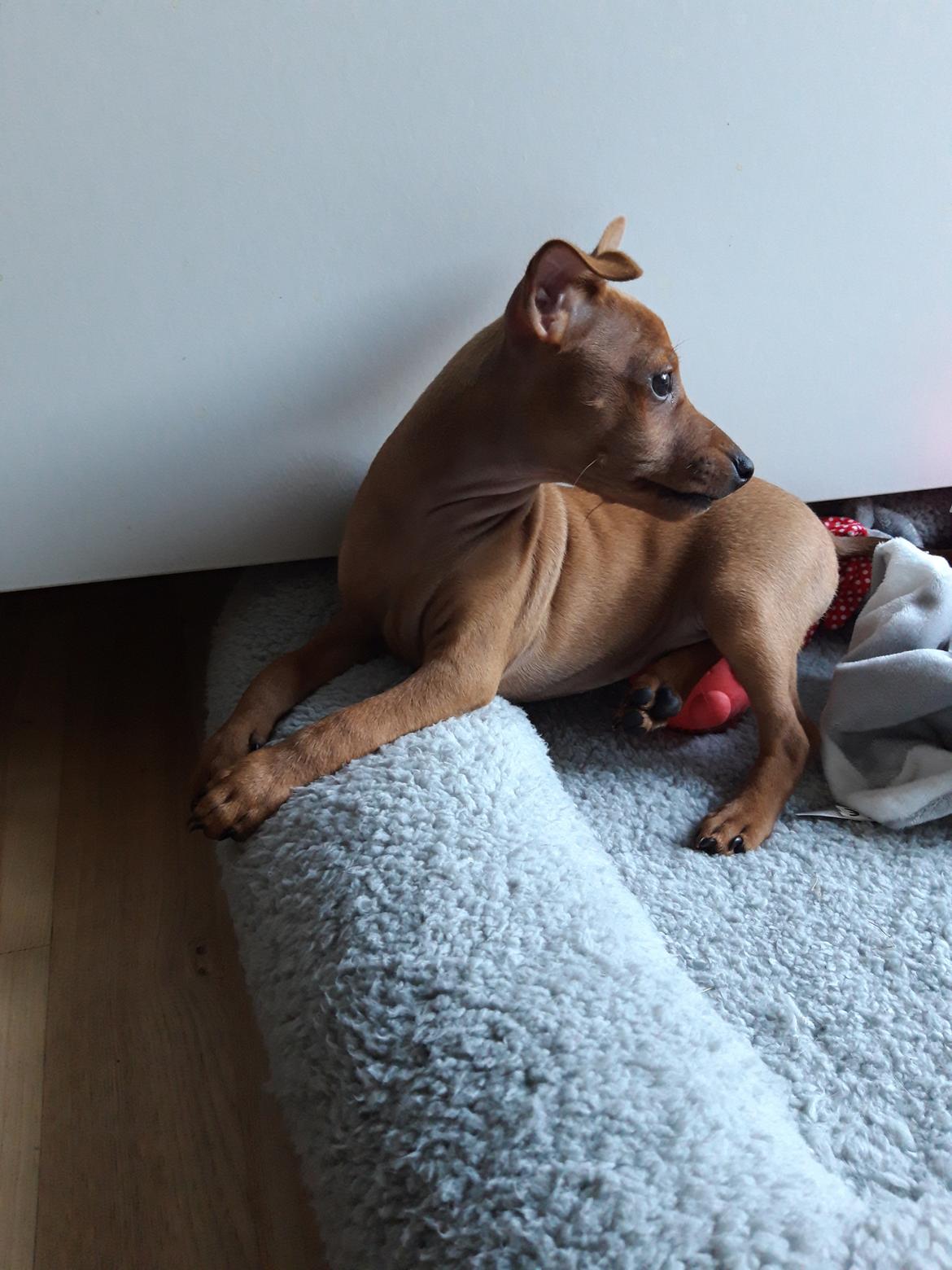 Dvaergpinscher Henning billede 2