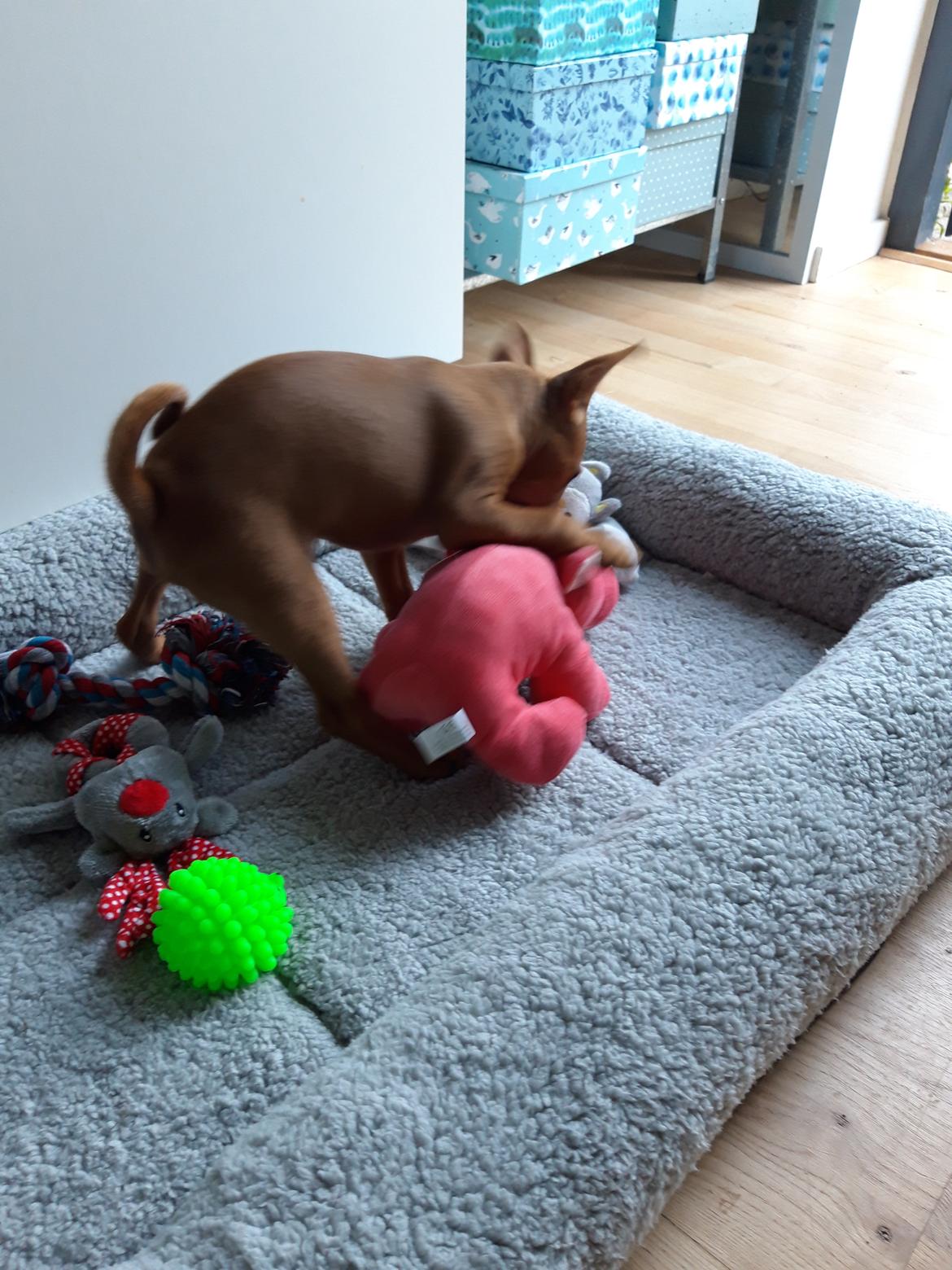 Dvaergpinscher Henning billede 3