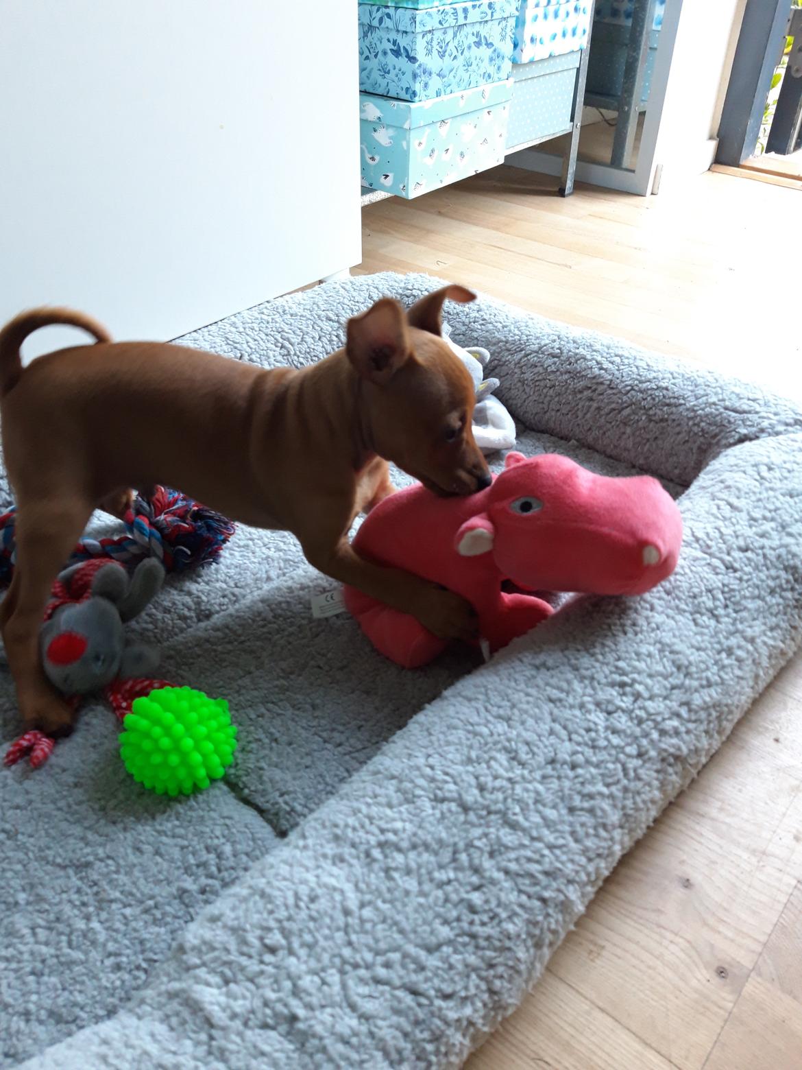 Dvaergpinscher Henning billede 4