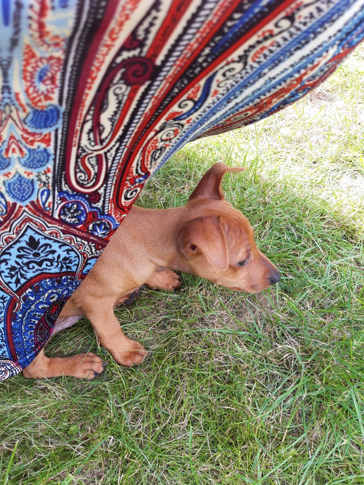 Dvaergpinscher Henning billede 5