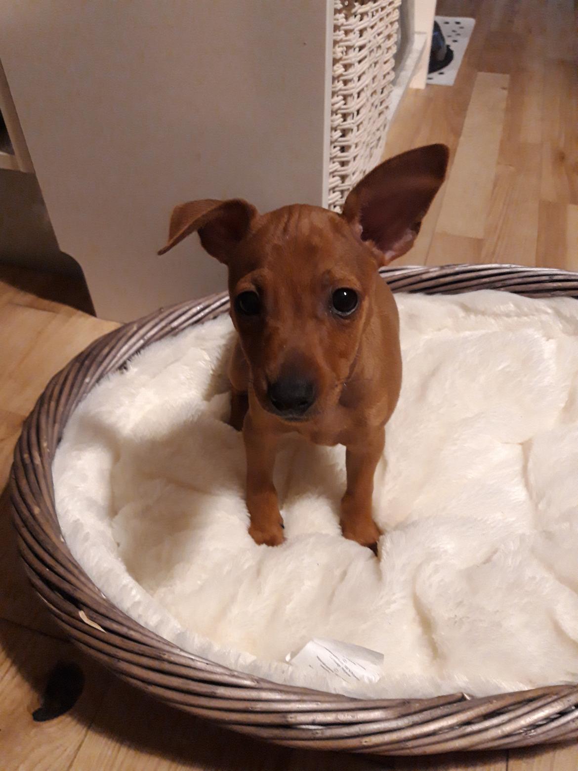 Dvaergpinscher Henning billede 6