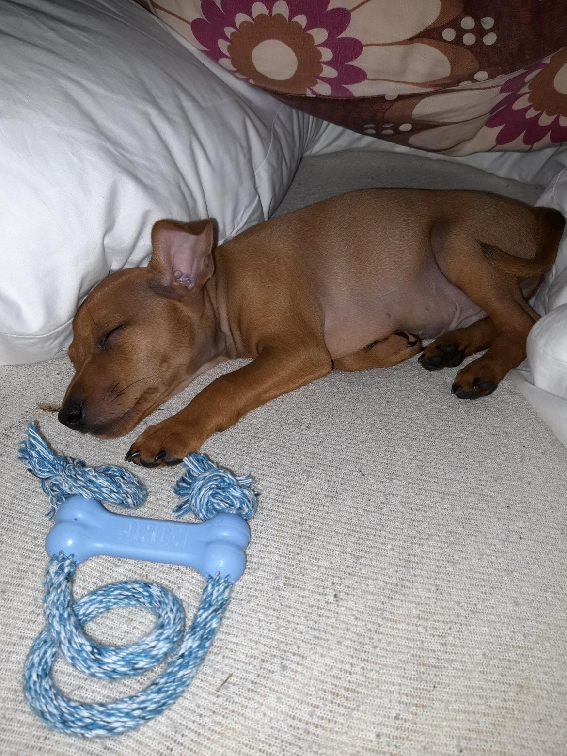 Dvaergpinscher Henning billede 7