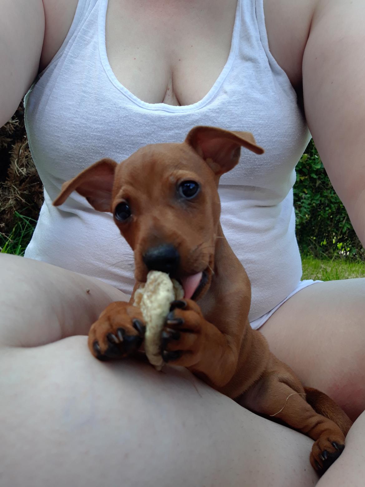 Dvaergpinscher Henning billede 8