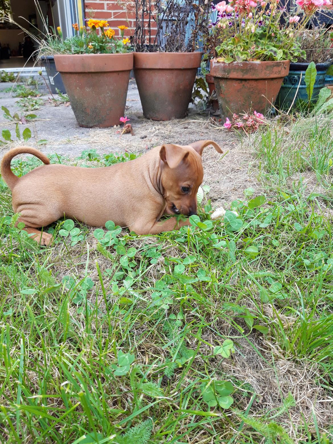 Dvaergpinscher Henning billede 9