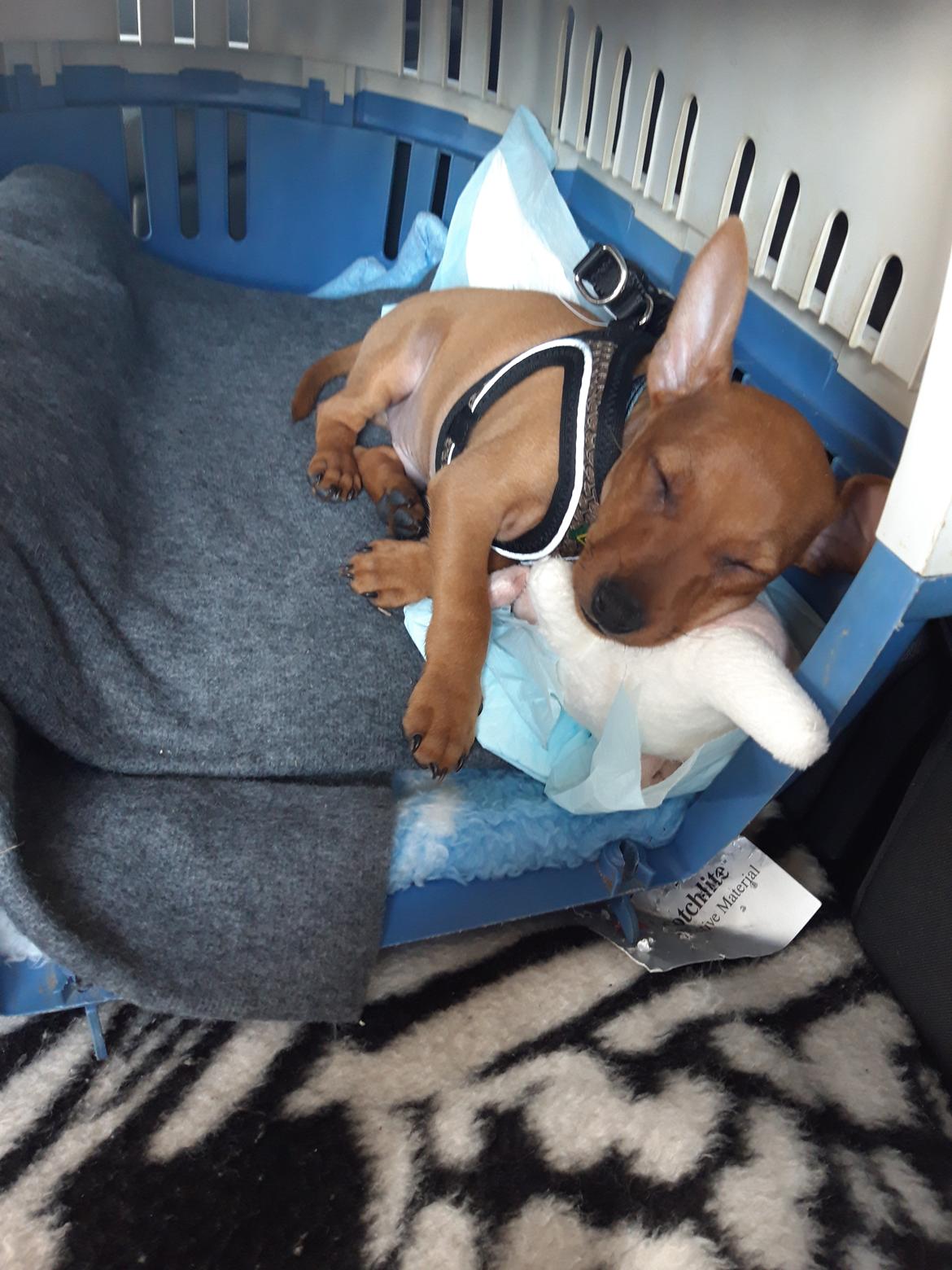 Dvaergpinscher Henning billede 10