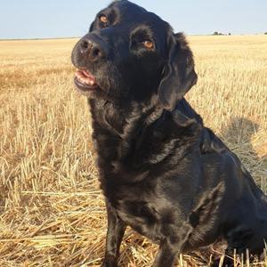 Labrador retriever bonnie (formel 1) Rip:( billede 49