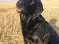 Labrador retriever bonnie (formel 1) Rip:( billede 50