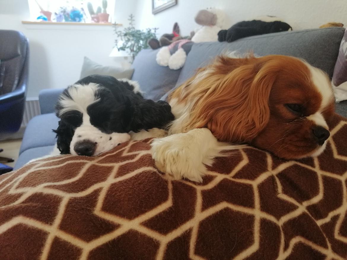 Amerikansk cocker spaniel Mary  billede 1