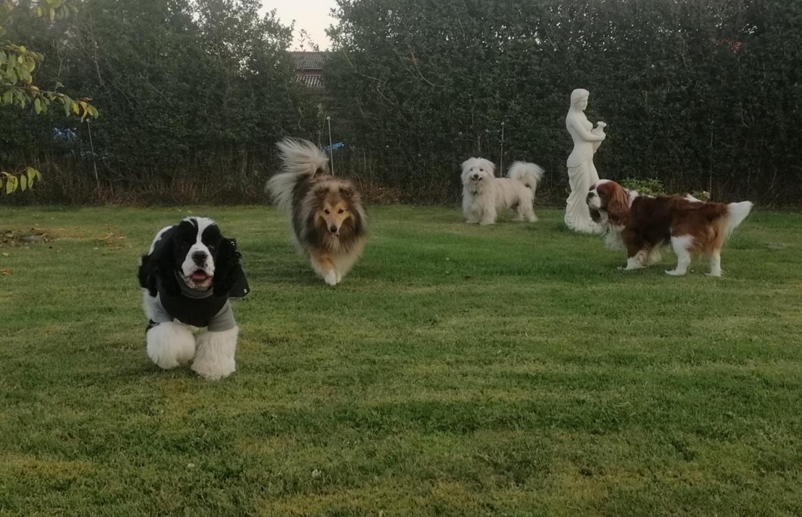 Amerikansk cocker spaniel Mary  billede 3