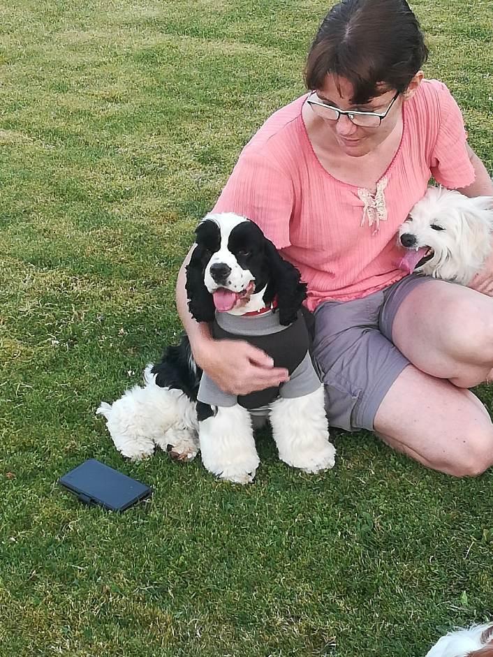 Amerikansk cocker spaniel Mary  billede 2